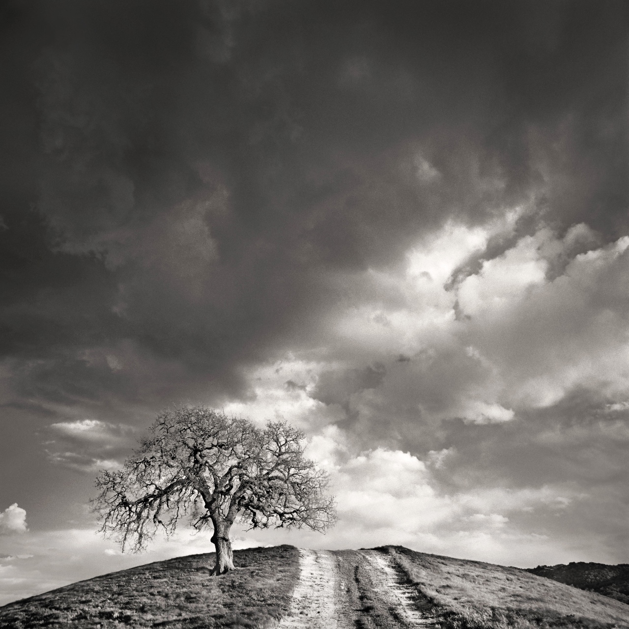 Lone Tree, Alamo