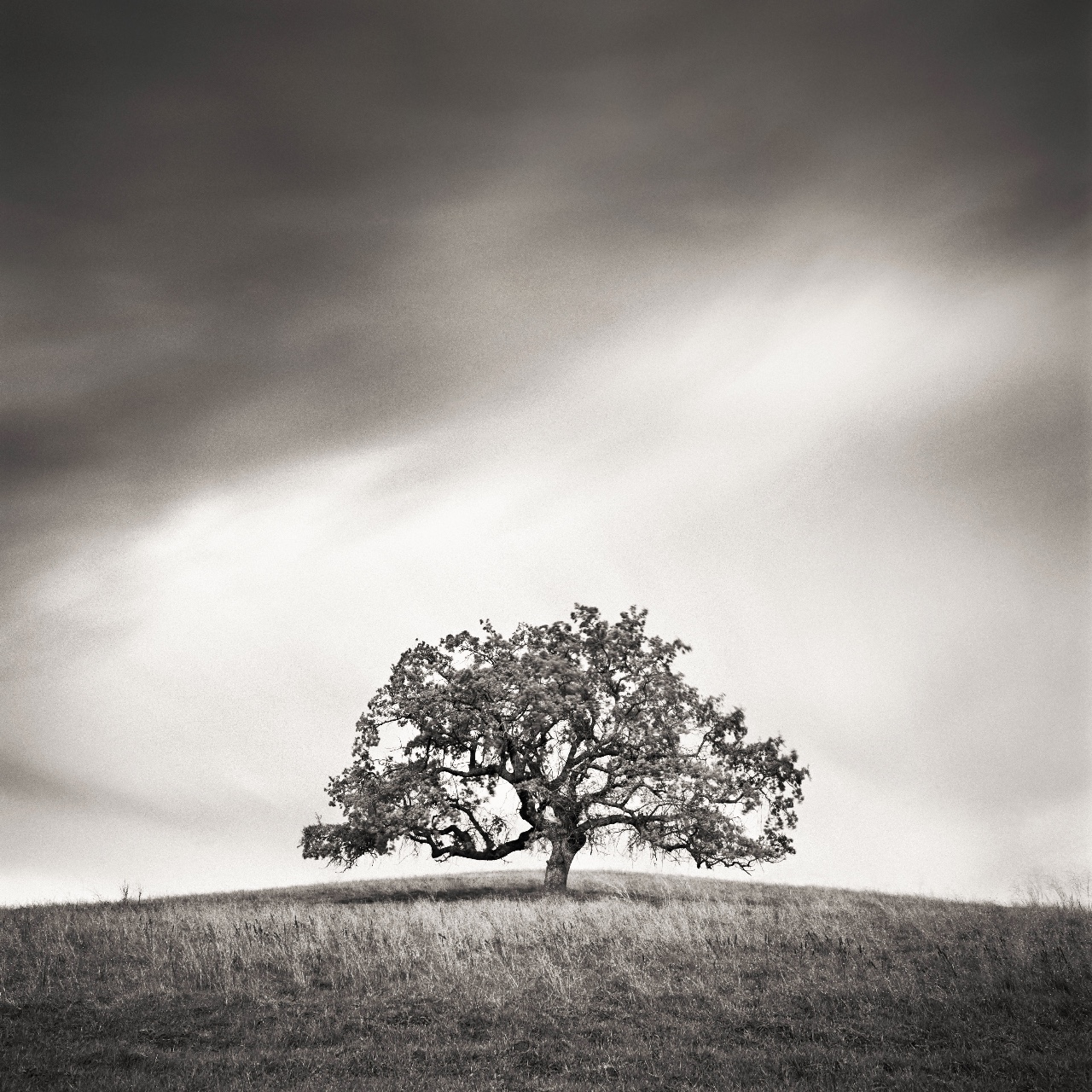 Diablo Tree, Walnut Creek